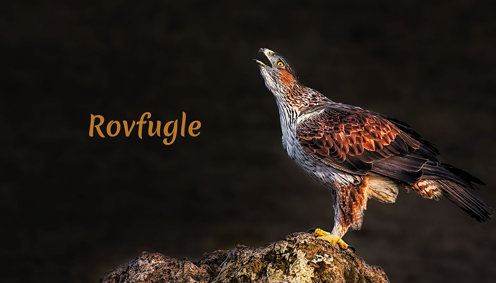 Rovfugle